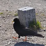Kräuterfewo Alexandra *