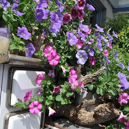 Kräuterfewo Alexandra Apartment *