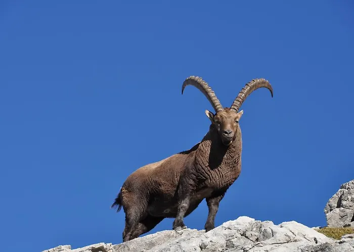 Kräuterfewo Alexandra Apartment