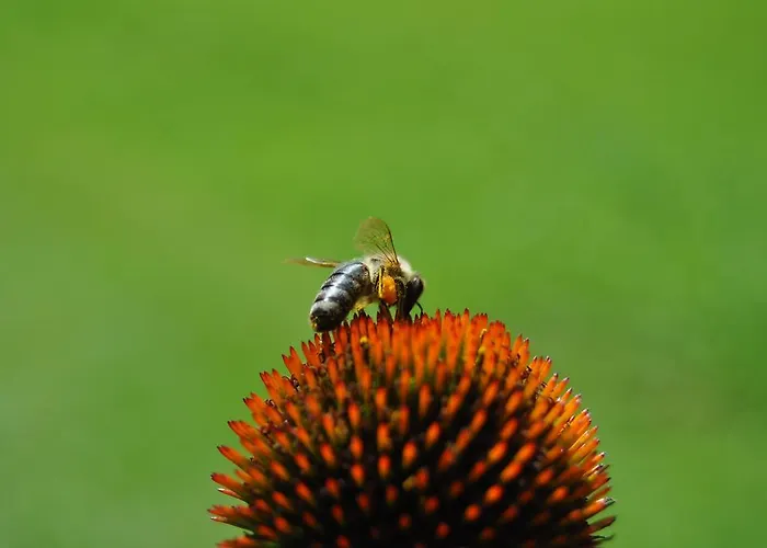 Kraeuterfewo Alexandra Apartmán *