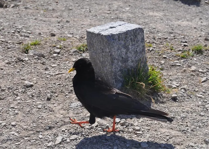 Kraeuterfewo Alexandra *